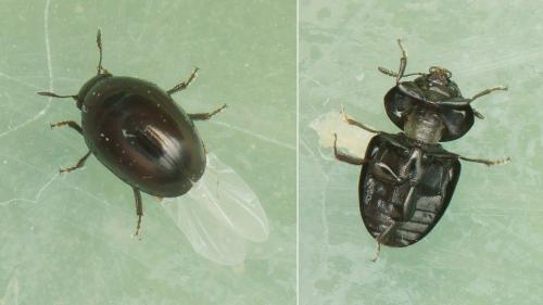 Phalacrus sp.